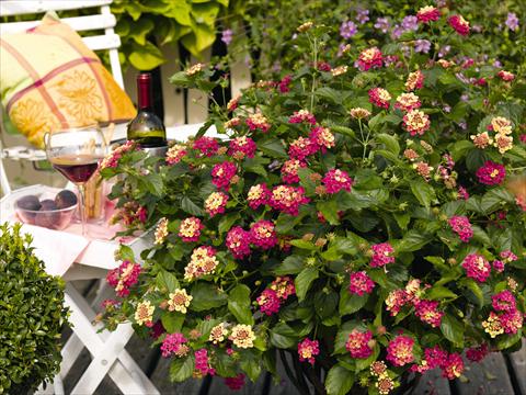 Foto fiore da  Vaso, aiuola, balcone Lantana camara Pink Bird pink yellow