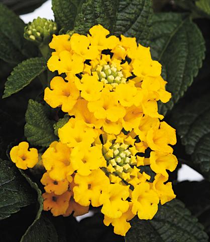 Foto fiore da  Vaso, aiuola, balcone Lantana camara Starfruit yellow