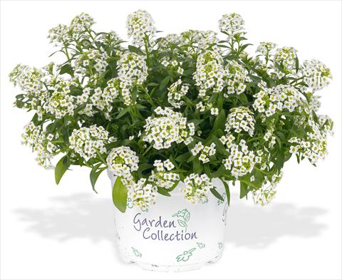 Foto fiore da  Vaso e aiola Lobularia maritima Silver Stream white