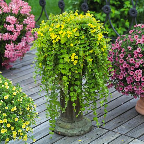 photo of flower to be used as: Bedding / border plant Lysimachia congestifolia Goldilocks