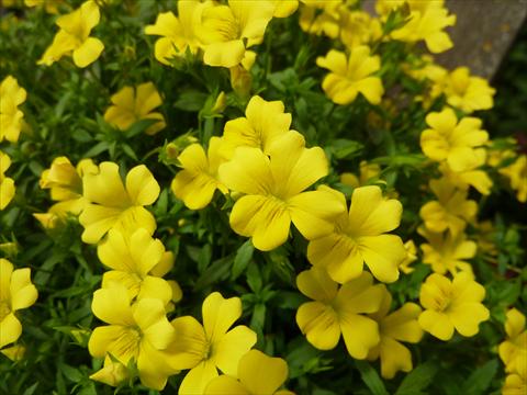 Foto fiore da  Vaso, aiuola, balcone Mecardonia Magic Carpet Yellow