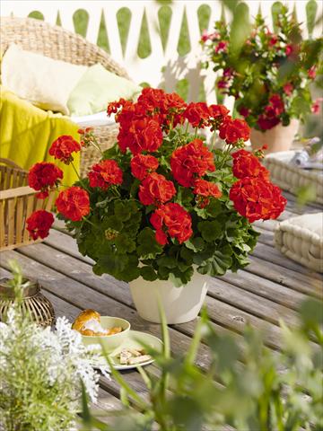 photo of flower to be used as: Pot, bedding, patio Pelargonium zonale RED FOX Green Series Andria