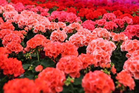 photo of flower to be used as: Pot, bedding, patio Pelargonium zonale RED FOX Green Series Corelli salmon