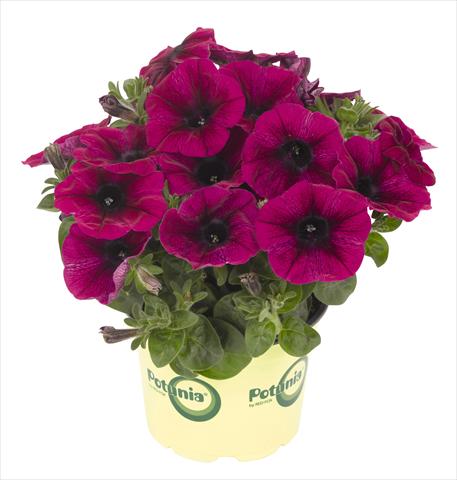 Foto fiore da  Vaso, aiuola, balcone, basket Petunia RED FOX Potunia® Deep Purple 2013 intense purple