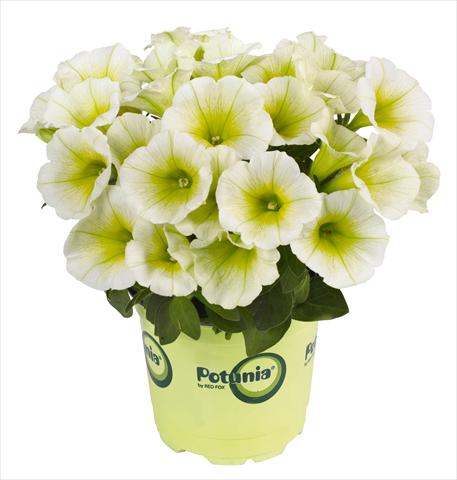 Foto fiore da  Vaso, aiuola, balcone, basket Petunia RED FOX Potunia® Piccola Lemon Drop white yellow center