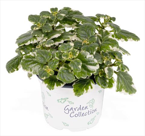 Foto fiore da  Vaso, aiuola, balcone, basket Plectranthus coleoides 