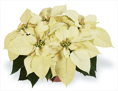 Foto fiore da  Vaso Poinsettia - Euphorbia pulcherrima RED FOX Families Premium White