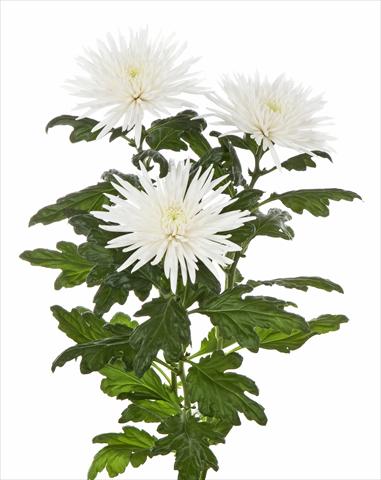 Foto fiore da  Vaso e aiola Chrysanthemum Anastasia Special