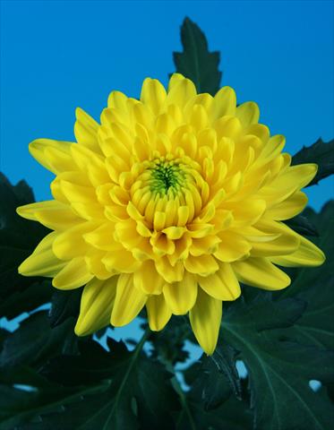 Foto fiore da  Vaso e aiola Chrysanthemum Toljatti