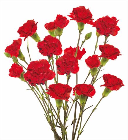 photo of flower to be used as: Cutflower Dianthus caryophyllus Marek