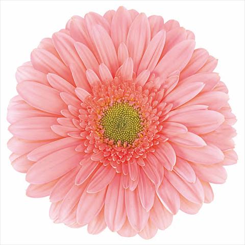 Foto fiore da  Vaso Gerbera jamesonii Imany