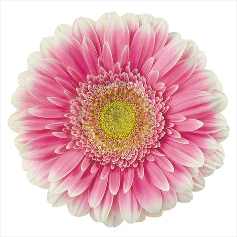 Foto fiore da  Vaso Gerbera jamesonii Melita