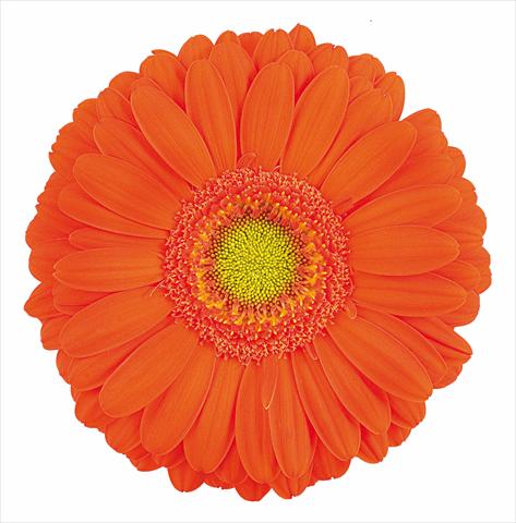 Foto fiore da  Vaso Gerbera jamesonii Philippa