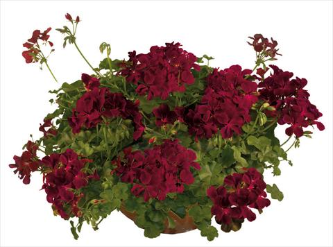 Foto fiore da  Vaso, balcone, basket Pelargonium peltatum Joker Burgundy