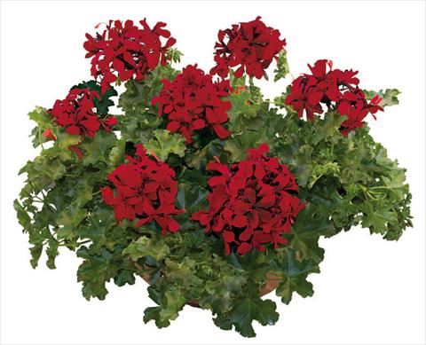 Foto fiore da  Vaso, balcone, basket Pelargonium peltatum Joker Dark Red