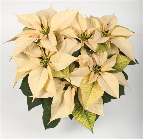 Foto fiore da  Vaso Poinsettia - Euphorbia pulcherrima RE-AL® Snow Ball