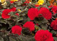 NonStop® Mocca Cherry