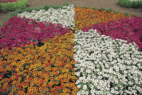 Foto fiore da  Aiuola e/o bordura Zinnia interspecifica Profusion Miscuglio