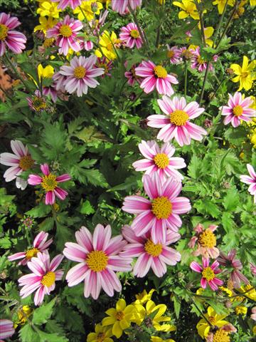 photo of flower to be used as: Pot, bedding, patio, basket Bidens ferulifolia Pirates Dawn Star