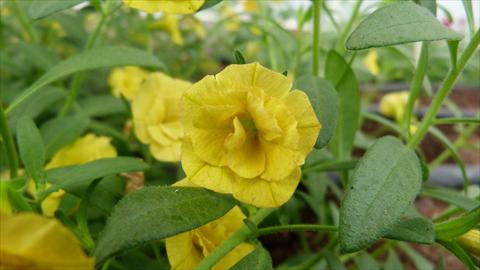 Foto fiore da  Vaso, aiuola, balcone, basket Calibrachoa Caloha Double Yellow