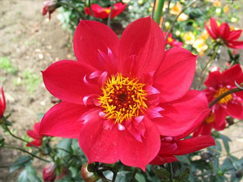 photo of flower to be used as: Pot and bedding Dahlia Dream Catcher