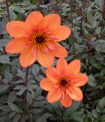 photo of flower to be used as: Pot and bedding Dahlia Dream Seeker