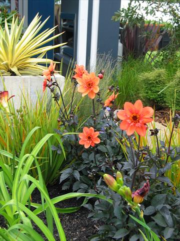 photo of flower to be used as: Pot and bedding Dahlia Mystic Garden