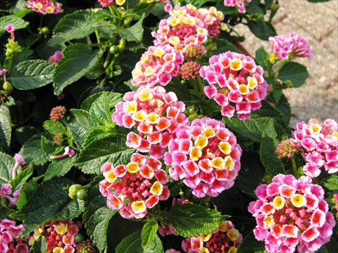 Foto fiore da  Vaso, aiuola, balcone Lantana camara Evita Pink