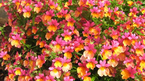 Foto fiore da  Basket o vaso Nemesia Spicy Bicolor Orange Rose