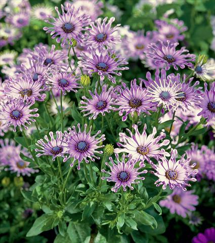 Foto fiore da  Vaso e aiola Osteospermum Astra Pink Spoon