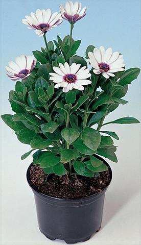 Foto fiore da  Vaso e aiola Osteospermum Astra White