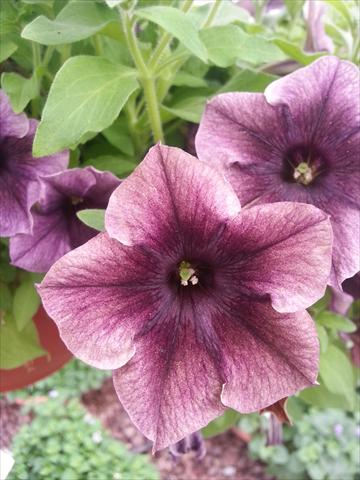 Foto fiore da  Vaso, aiuola, balcone, basket Petunia Happy Magic Dark Caramel Star