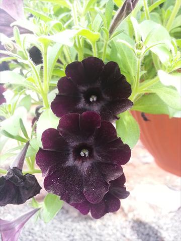 Foto fiore da  Vaso, aiuola, balcone, basket Petunia Happy Magic Charocal Black