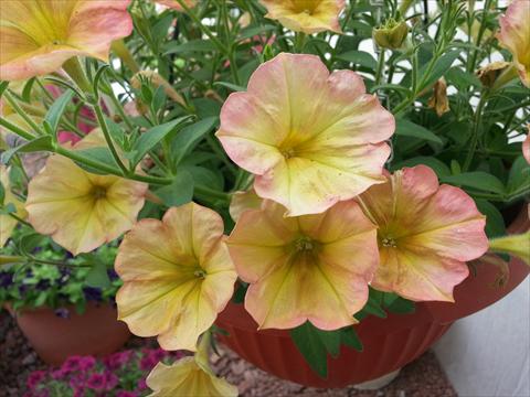 Foto fiore da  Vaso, aiuola, balcone, basket Petunia Happy Magic Cremissimo