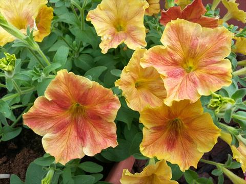 Foto fiore da  Vaso, aiuola, balcone, basket Petunia Happy Magic Giant Dijon