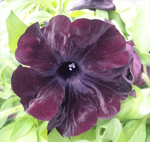 Foto fiore da  Vaso, aiuola, balcone, basket Petunia Happy Magic Giant Black Bordeaux