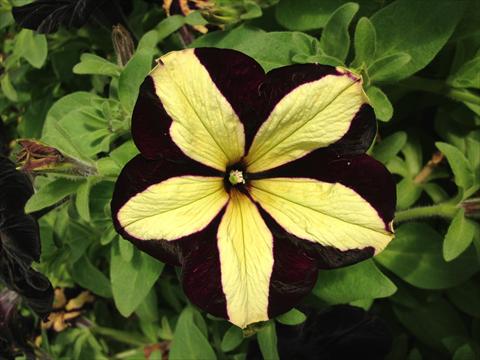 Foto fiore da  Vaso, aiuola, balcone, basket Petunia Happy Magic Giant Velvet