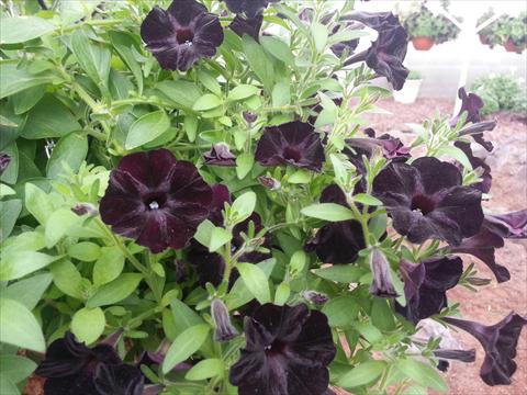 Foto fiore da  Vaso, aiuola, balcone, basket Petunia Happy Magic Mini Black