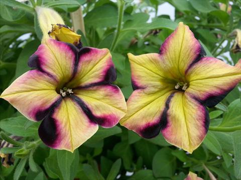 photo of flower to be used as: Pot, bedding, patio, basket Petunia Happy Magic Yellow Raspberry Star