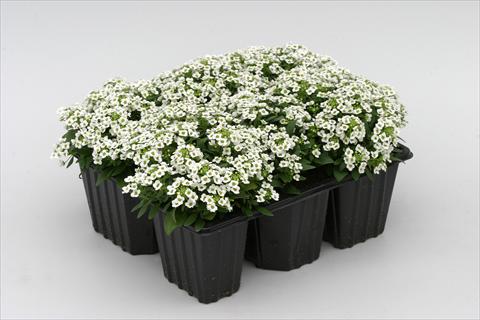 Foto fiore da  Aiuola e/o bordura Alyssum maritimum Golf White