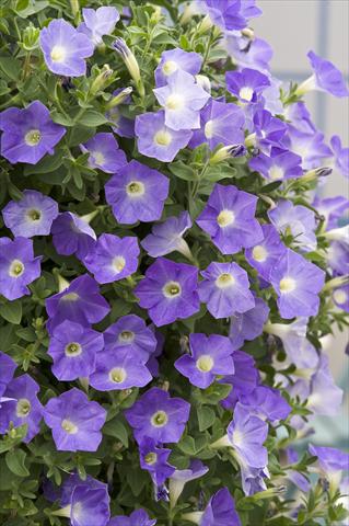 Foto fiore da  Vaso, aiuola, balcone, basket Petunia Surfinia® Azure