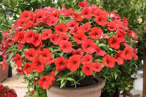 Foto fiore da  Vaso, aiuola, balcone, basket Petunia Surfinia® Baby Deep Red