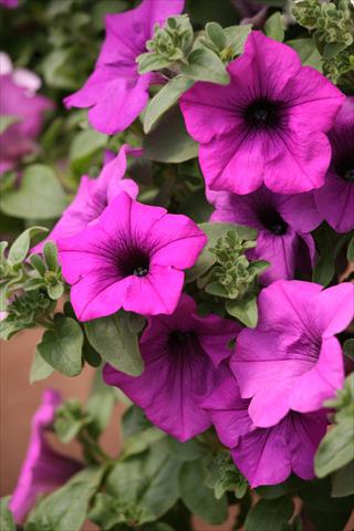 Foto fiore da  Vaso, aiuola, balcone, basket Petunia Surfinia® Blue Topaz