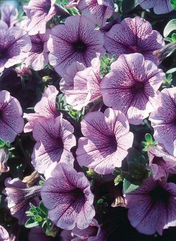 Foto fiore da  Vaso, aiuola, balcone, basket Petunia Surfinia® Blue Veined