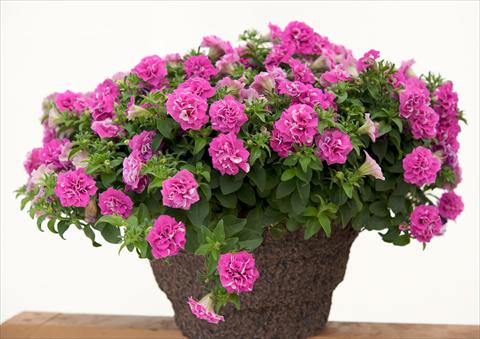 Foto fiore da  Vaso, aiuola, balcone, basket Petunia Surfinia® Double Rose