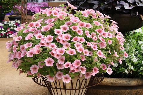 Foto fiore da  Vaso, aiuola, balcone, basket Petunia Surfinia® Salmon Vein