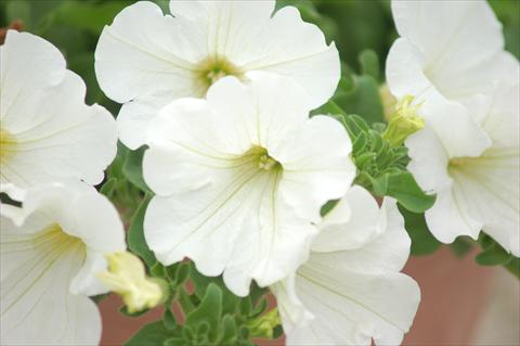 Foto fiore da  Vaso, aiuola, balcone, basket Petunia Surfinia® White Imp