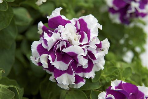 Foto fiore da  Vaso, aiuola, balcone, basket Petunia Sylvana Double Queen