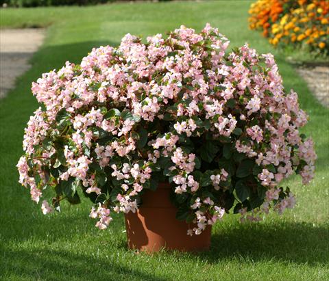 Foto fiore da  Aiuola e/o bordura Begonia semperflorens Stara Pink