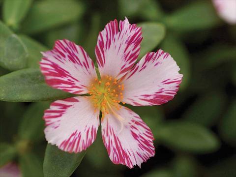 Foto fiore da    Portulaca oleracea Duet Candy Stripe